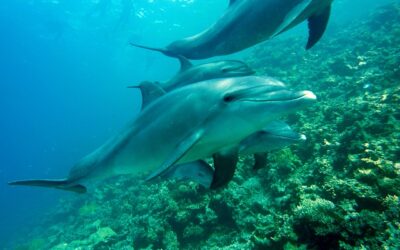 Des moments enchantés : observer les dauphins dans leur habitat naturel